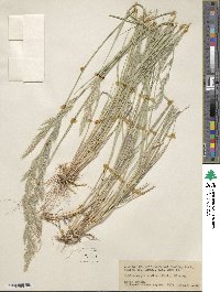 Muhlenbergia andina image