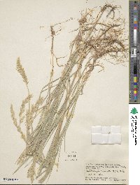 Muhlenbergia andina image