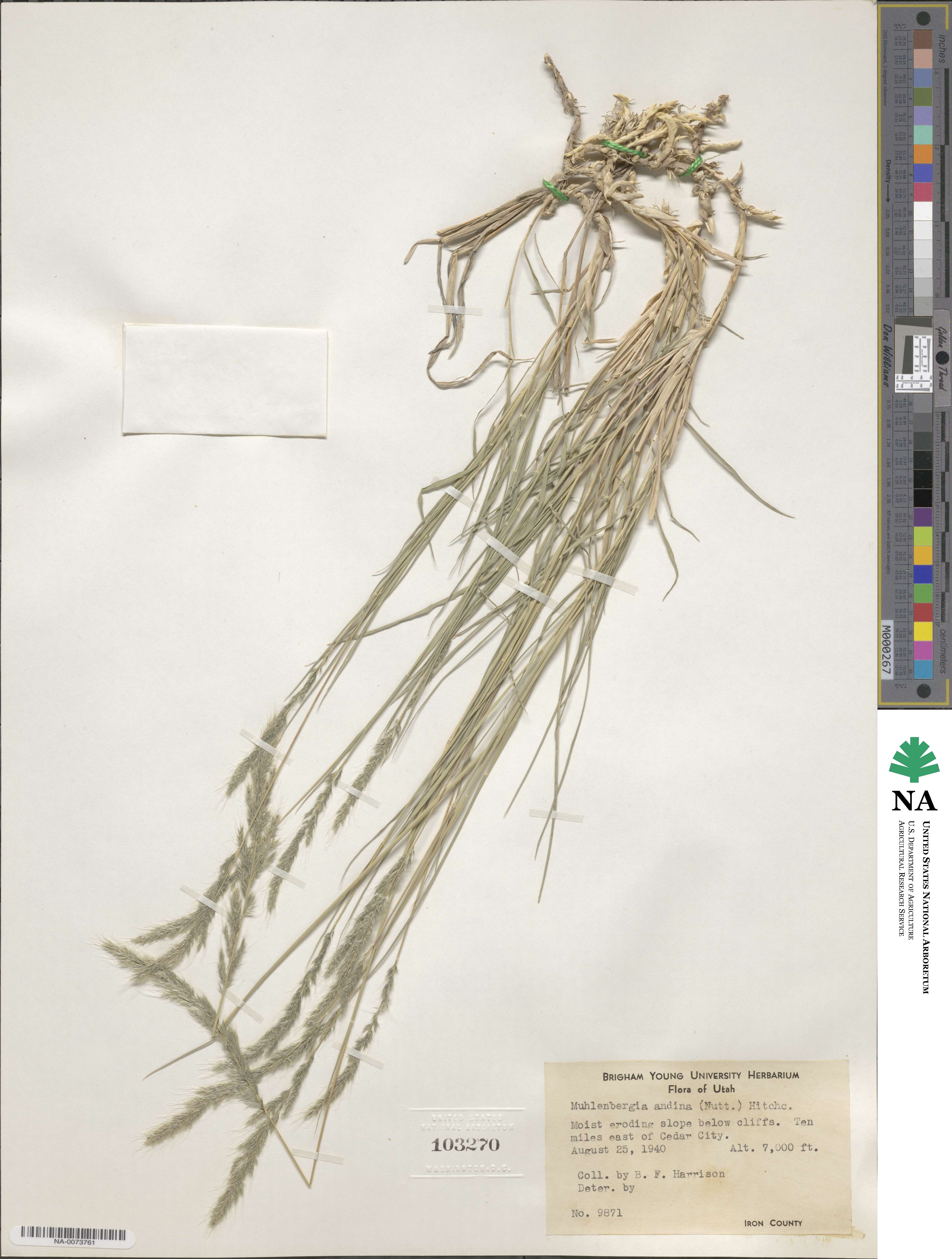 Muhlenbergia andina image