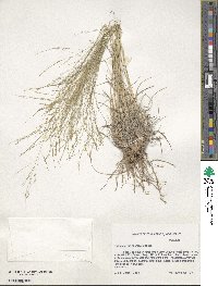 Muhlenbergia arenicola image