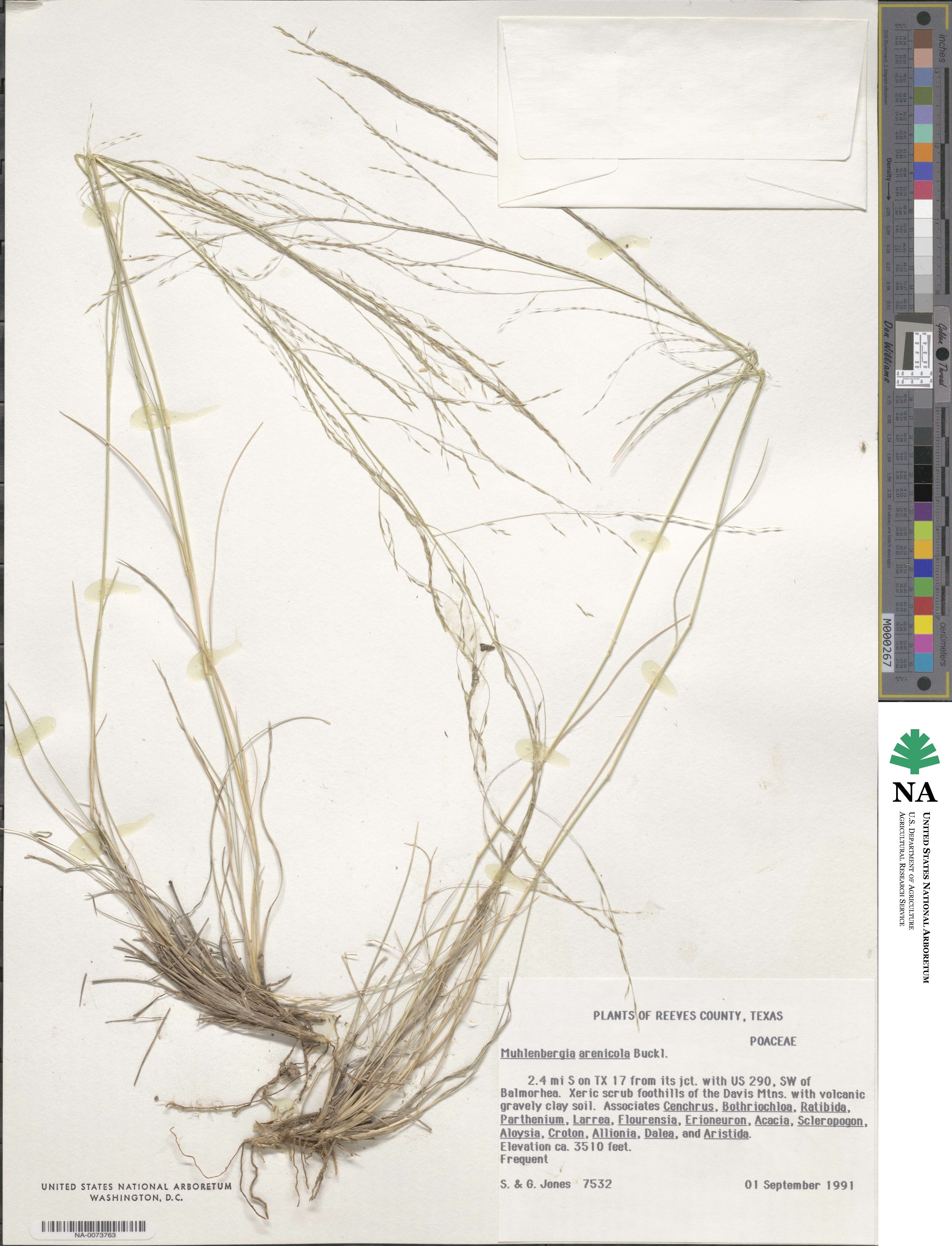 Muhlenbergia arenicola image