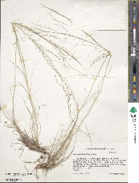 Muhlenbergia arenicola image