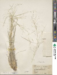 Muhlenbergia arenicola image