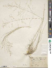 Muhlenbergia arenicola image