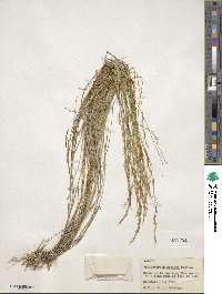 Muhlenbergia arsenei image