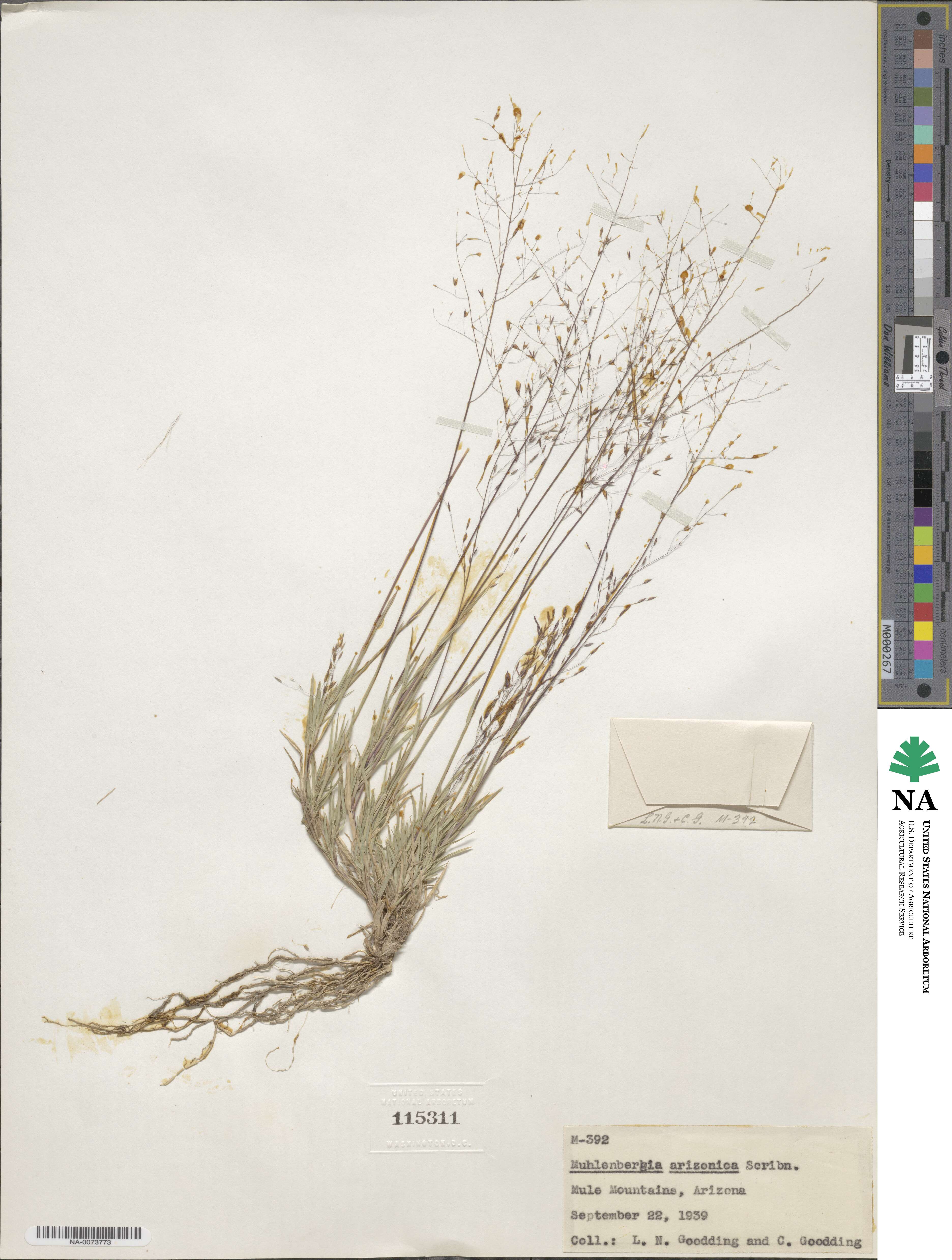 Muhlenbergia arizonica image