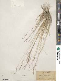 Muhlenbergia arsenei image