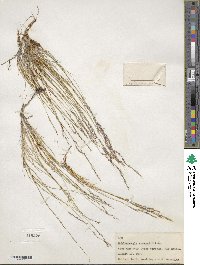 Muhlenbergia arsenei image