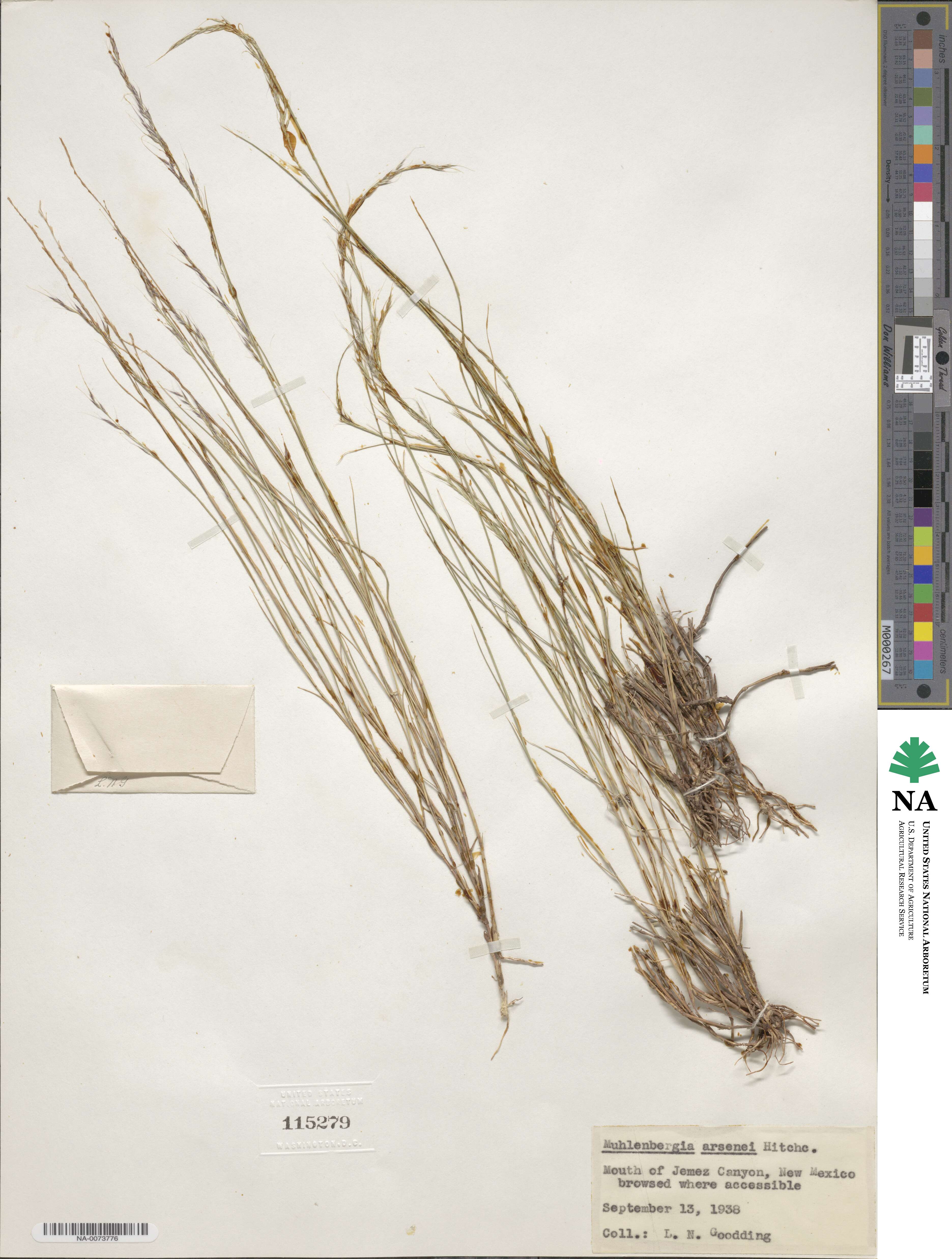 Muhlenbergia arsenei image