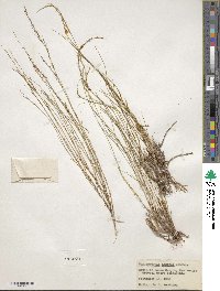 Muhlenbergia arsenei image