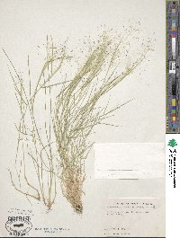 Image of Muhlenbergia asperifolia