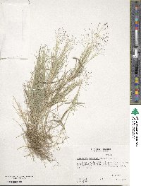 Muhlenbergia asperifolia image