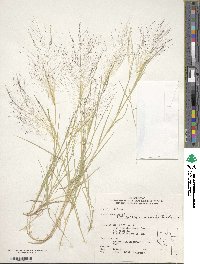 Muhlenbergia asperifolia image