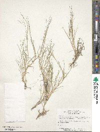 Muhlenbergia asperifolia image