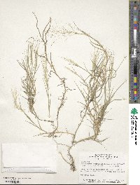 Muhlenbergia asperifolia image