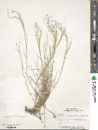 Muhlenbergia asperifolia image