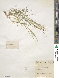 Muhlenbergia asperifolia image