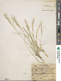 Muhlenbergia asperifolia image