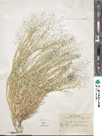 Muhlenbergia asperifolia image