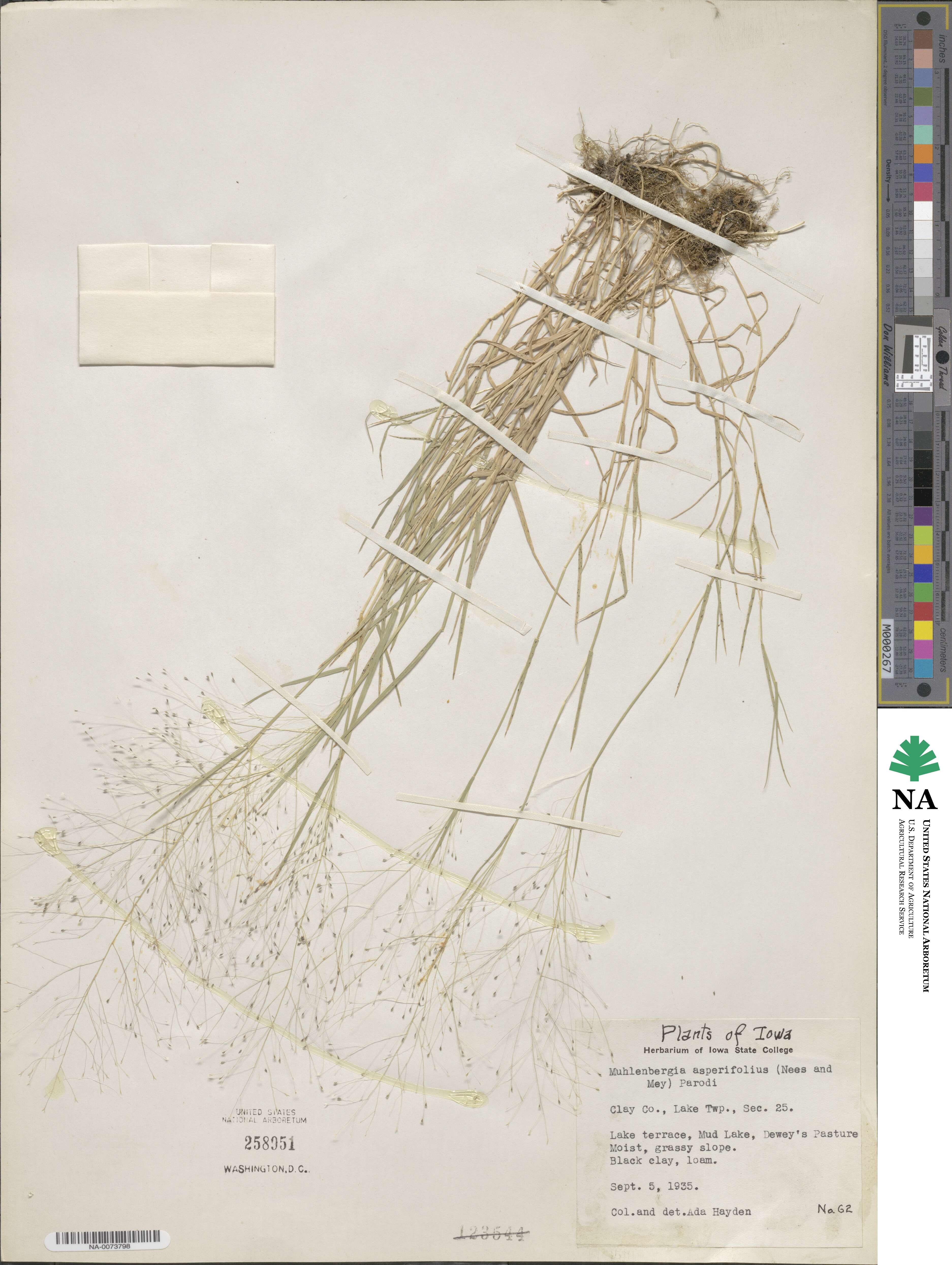 Muhlenbergia asperifolia image