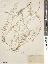 Muhlenbergia asperifolia image