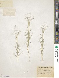 Muhlenbergia asperifolia image