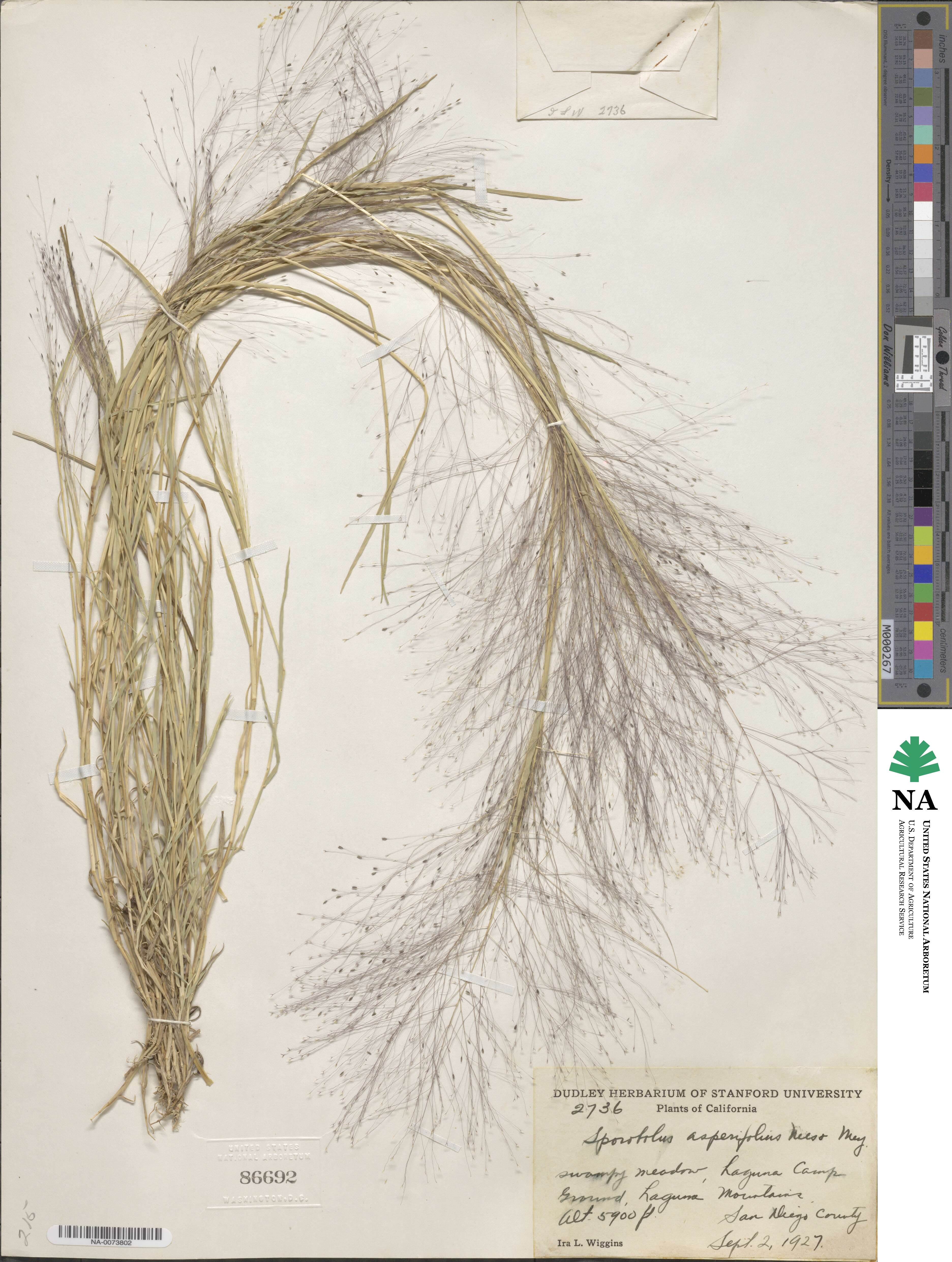 Muhlenbergia asperifolia image