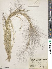 Muhlenbergia asperifolia image