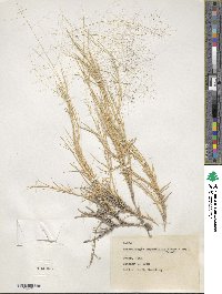 Muhlenbergia asperifolia image