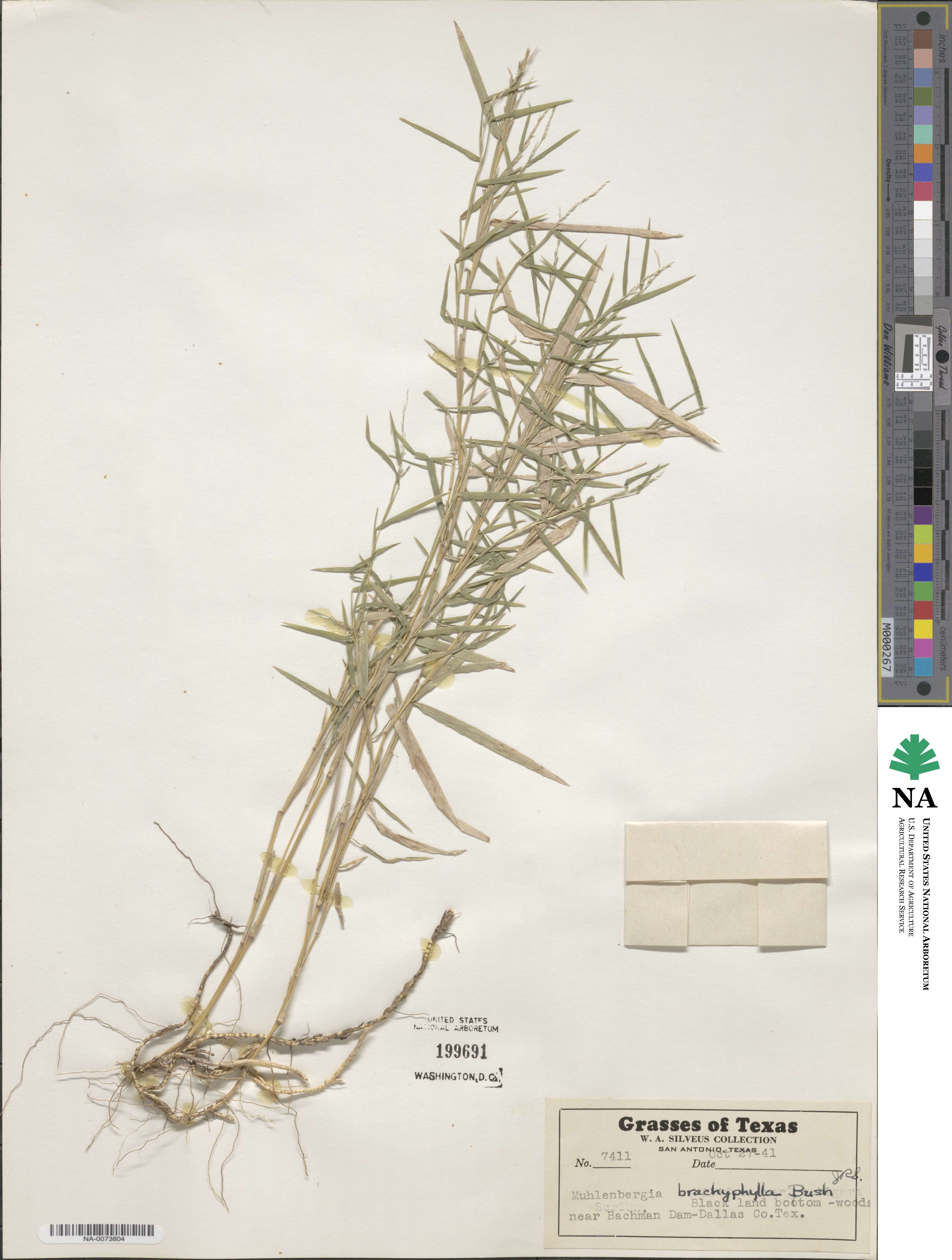 Muhlenbergia bushii image