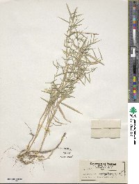 Image of Muhlenbergia bushii