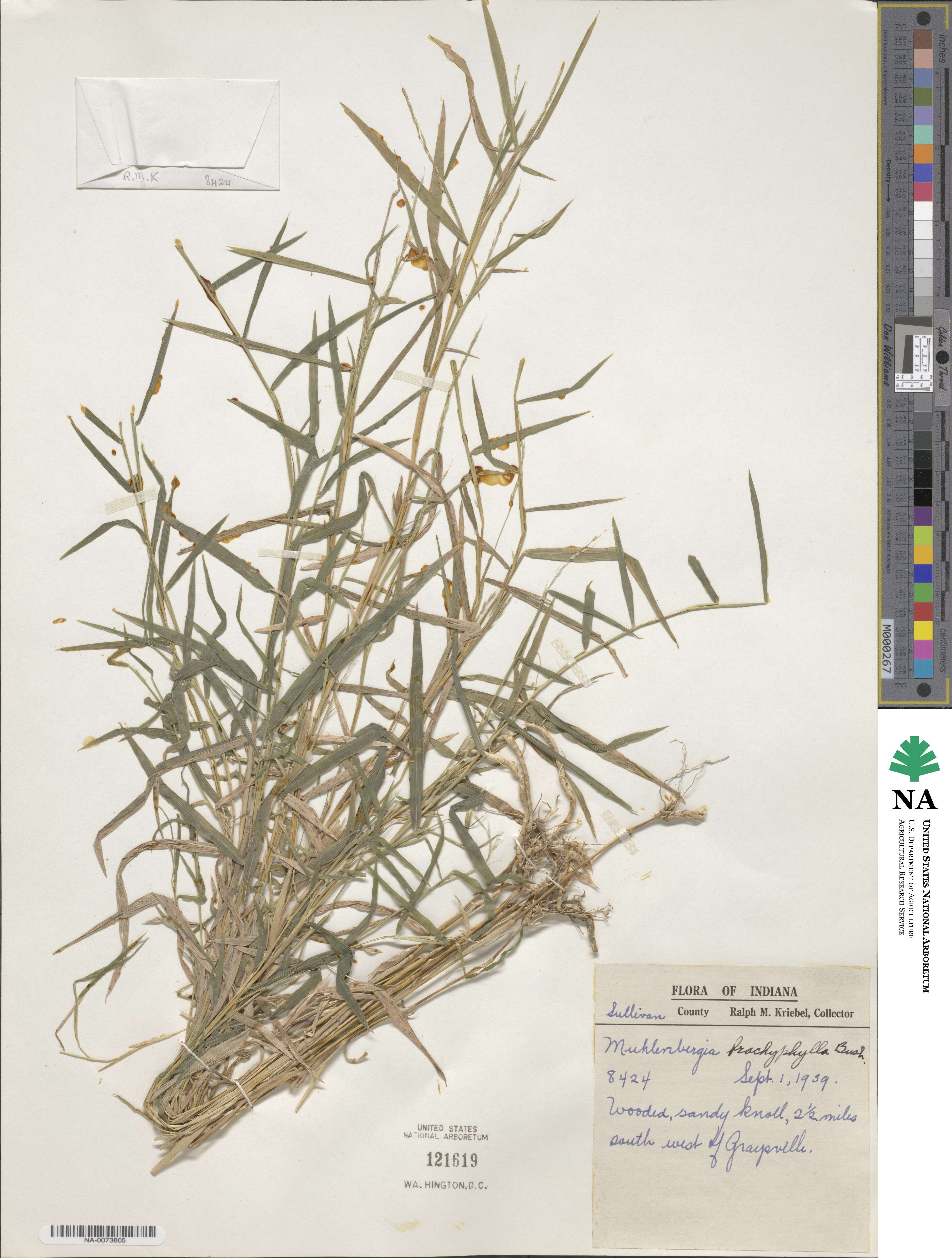 Muhlenbergia bushii image