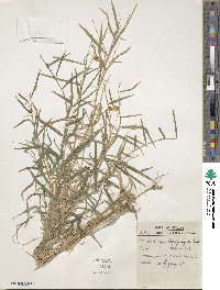 Muhlenbergia bushii image