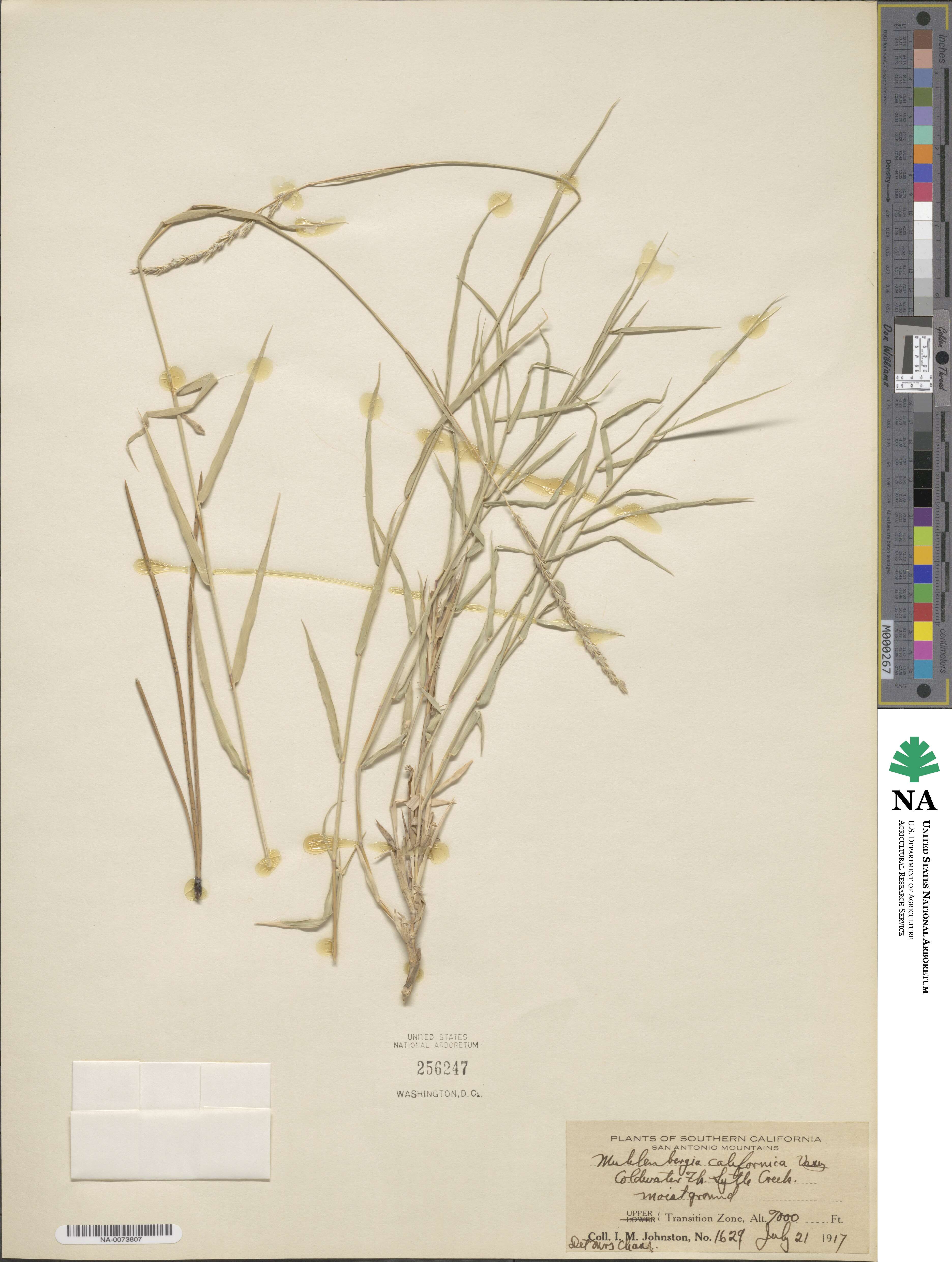 Muhlenbergia californica image