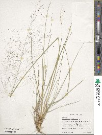 Muhlenbergia capillaris image