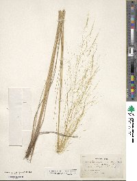 Muhlenbergia sericea image