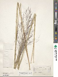 Muhlenbergia capillaris image