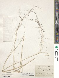 Muhlenbergia capillaris image