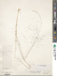 Muhlenbergia capillaris image