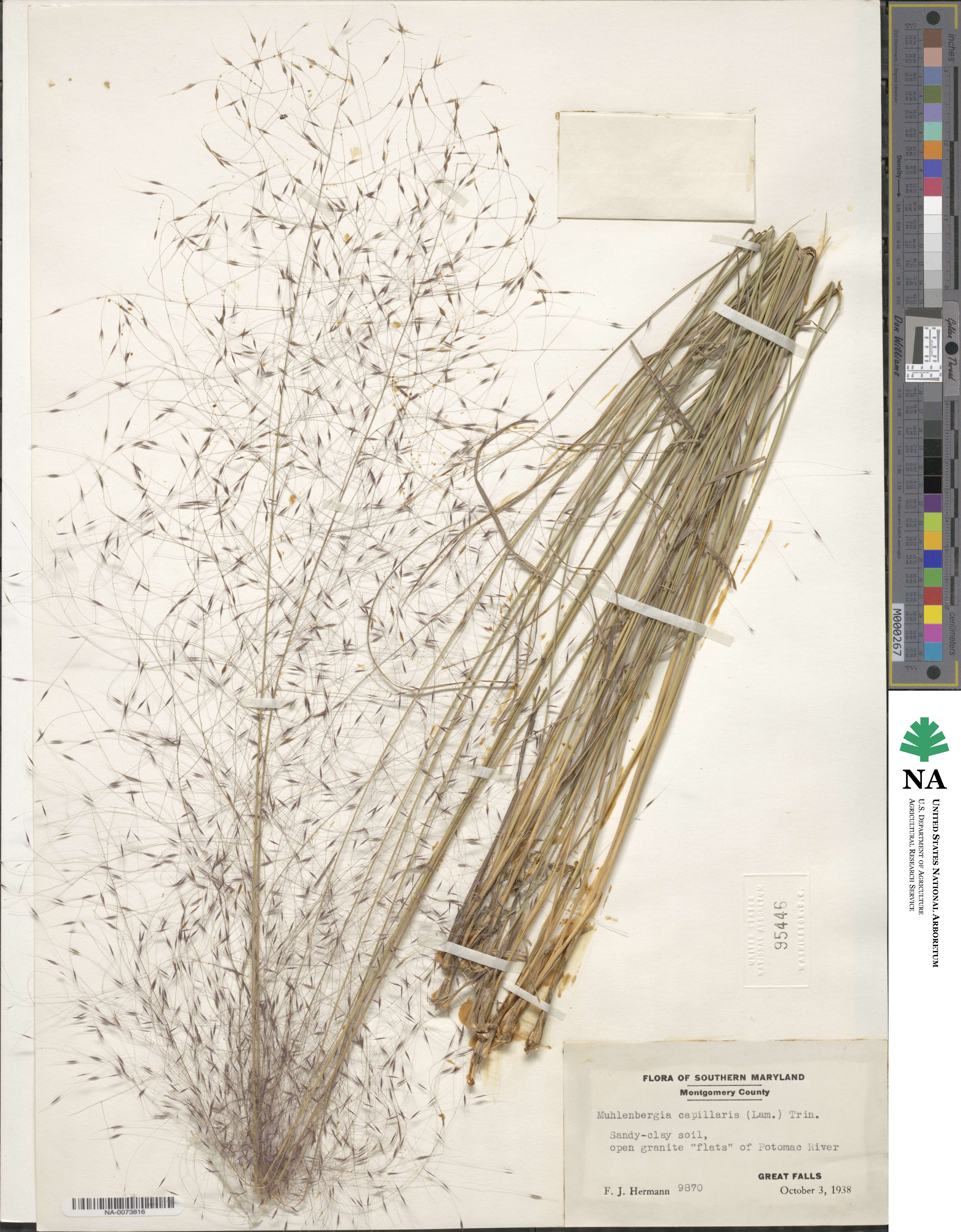 Muhlenbergia capillaris image