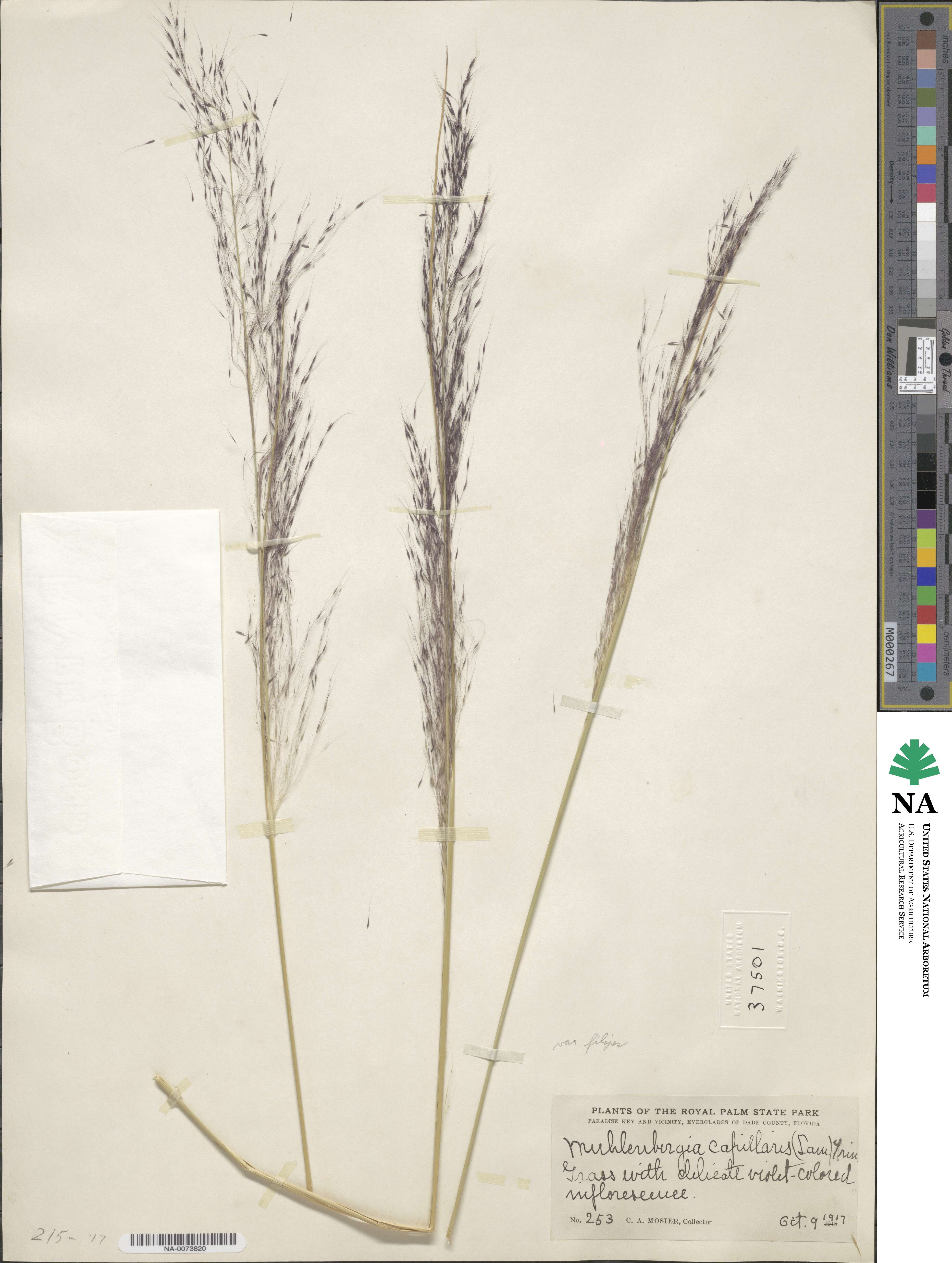 Muhlenbergia sericea image