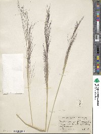 Muhlenbergia sericea image