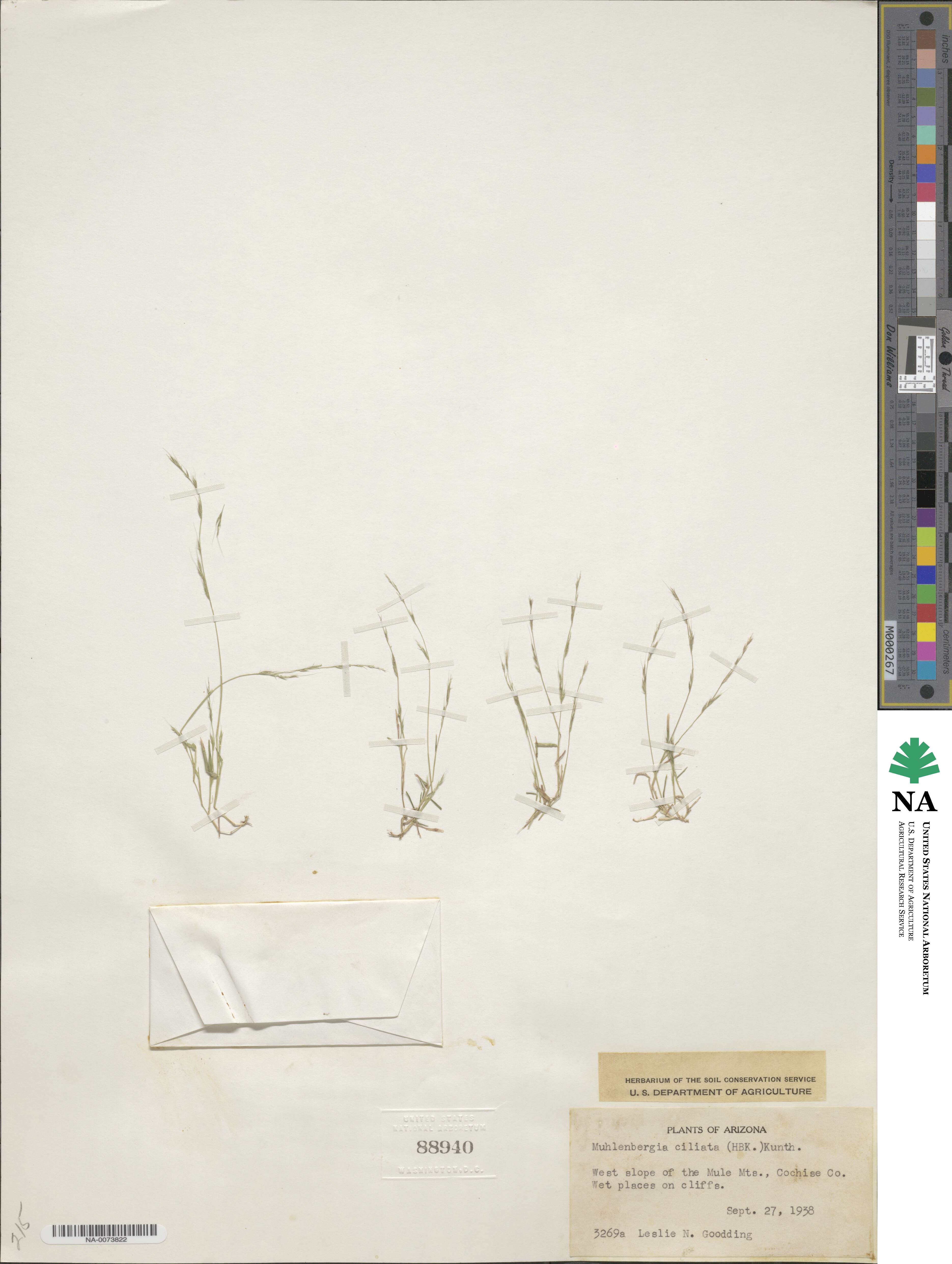 Muhlenbergia ciliata image