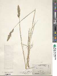 Muhlenbergia andina image