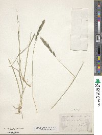 Muhlenbergia andina image