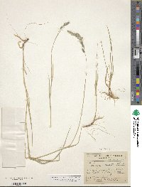 Muhlenbergia andina image