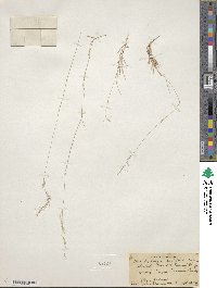 Muhlenbergia curtifolia image