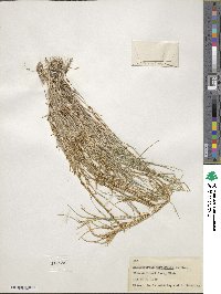 Muhlenbergia curtifolia image