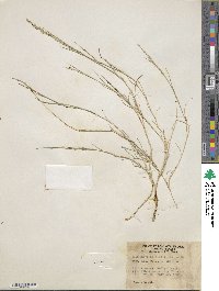 Muhlenbergia curtifolia image