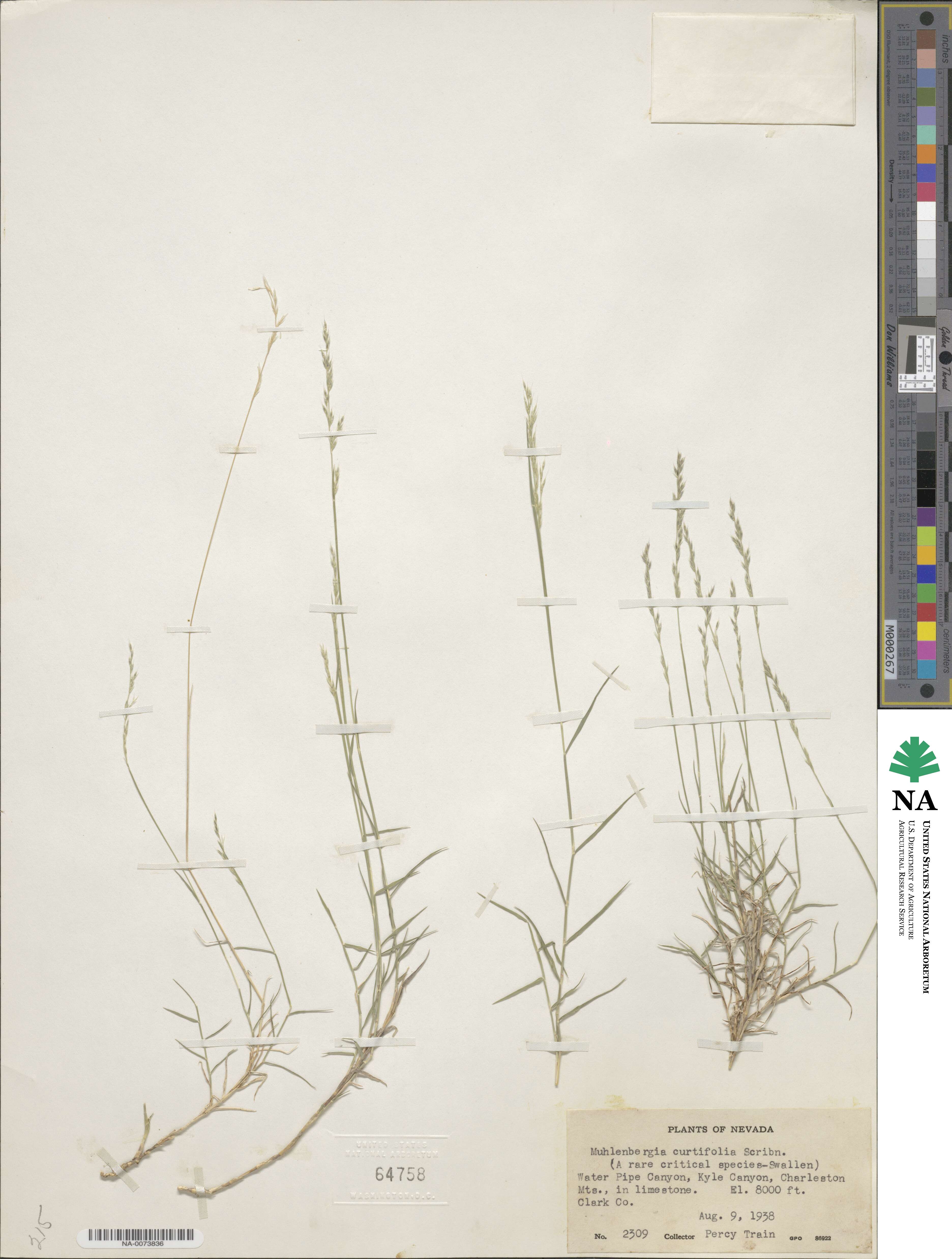 Muhlenbergia curtifolia image